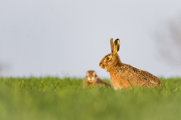Zwei Feldhasen in einem Feld