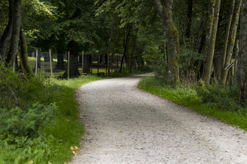 Waldweg im Hunsrück