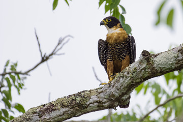 Rotbrustfalke sitzt auf einem Ast im Dschungel von Tikal, Guatemala