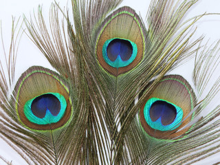 Peacock feather on white background.