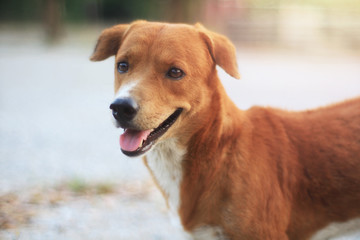 Portrait of a cute brown dog.