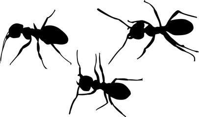 three black isolated ant silhouettes