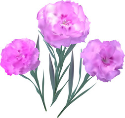 three pink flowers isolated on white