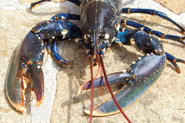 Homard breton vivant