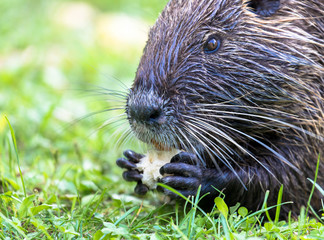 Nutria Frontansicht
