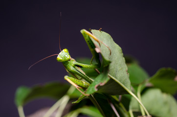 Mantis religiosa. 