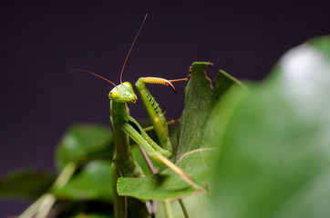 Mantis religiosa. 
