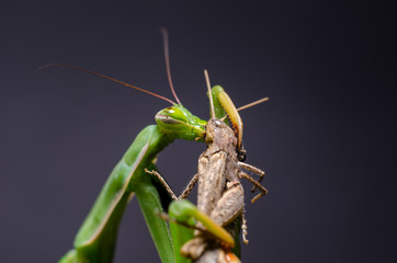 Mantis religiosa eating grasshopper