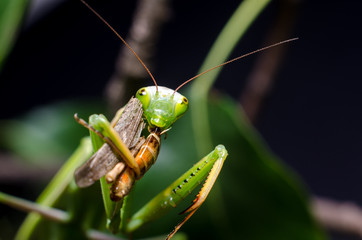 Mantis religiosa eating grasshopper