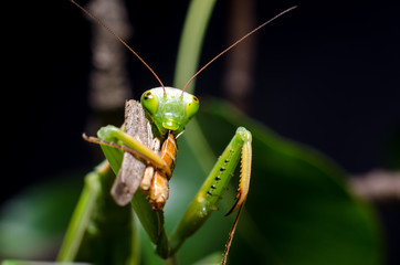 Mantis religiosa eating grasshopper