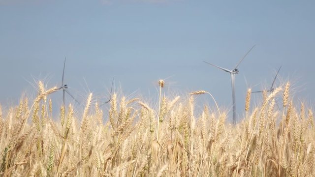 Alternative electrical energy created by windmills in fields of wheat. Close up