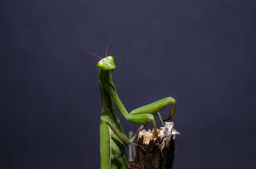 Mantis religiosa.