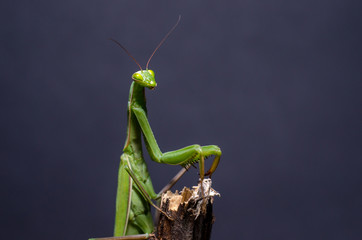 Mantis religiosa.