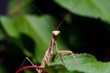 Brown Mantis religiosa.