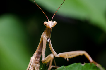 Brown Mantis religiosa.