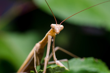 Brown Mantis religiosa.