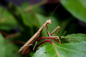 Brown Mantis religiosa.