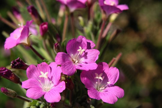 purple flowers of willow herb