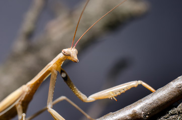 Brown Mantis religiosa.