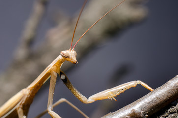 Brown Mantis religiosa.