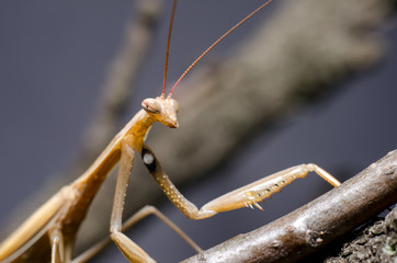 Brown Mantis religiosa.