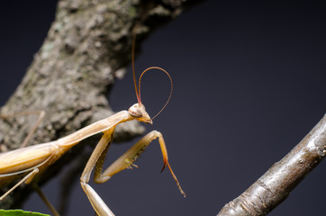 Brown Mantis religiosa. 