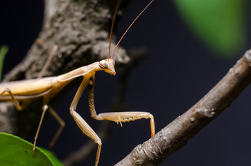 Brown Mantis religiosa.