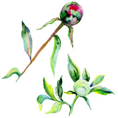 Wildflower peony flower in a watercolor style isolated. Full name of the plant: peony. Aquarelle wild flower for background, texture, wrapper pattern, frame or border.