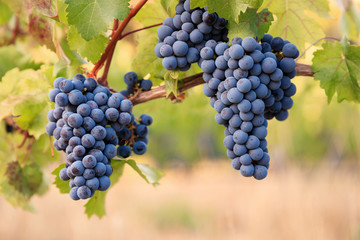 Bunches of red wine grapes on young vine in warm afternoon light