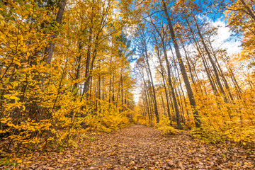 Path through yellow forest in autumn, landscape