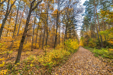 Road with fallen leaves in the forest, autumn landscape, nature trail in Poland