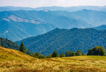 forest on high altitude grassy hillside