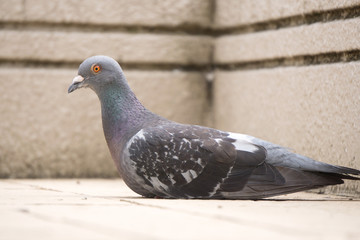 ハト 休憩