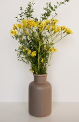 Meadow arnica