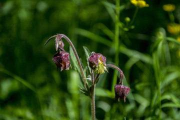 The first forest flowers of summer