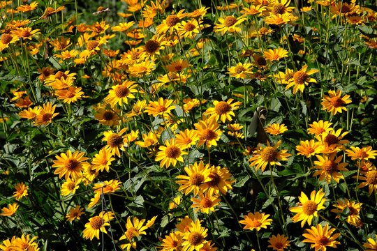yellow coneflowers in a garden