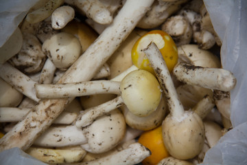 mushroom