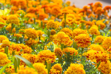 Marigolds flowers in the garden. Orange,Yellow Flower. Calendula in the park. Marigold flowers King Rama 9 Thailand.