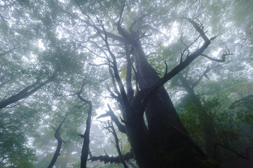 屋久島の森