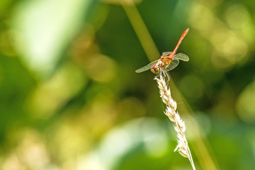 Blutrote Heidelibelle,  Sympetrum sanguineum, männlich