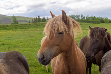 Obraz premium Koń islandzki