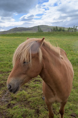 Icelandic Horse