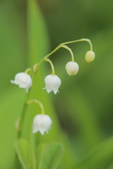 Inflorescence of the Lily of the valley, scientific name Convallaria majalis