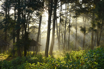 Obraz premium Morning ray light