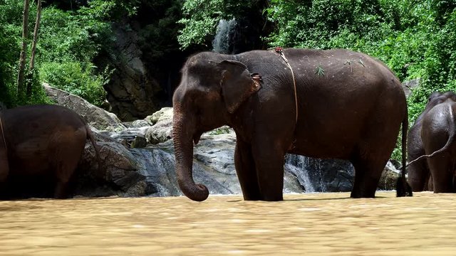 An elephant taking a bath at the waterfull