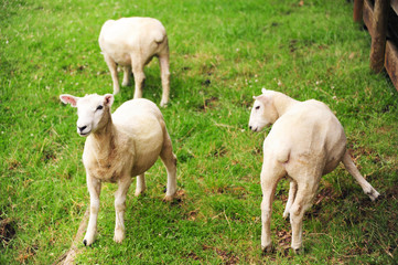 Naklejka na ściany i meble Sheeps on meadow