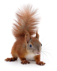 Eurasian red squirrel.