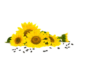 Fototapeta premium Flowers of sunflowers and seed on white background with space for text