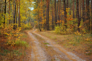 A forest path in the autumn season. Parks and forests