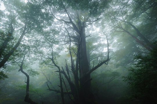 Fototapeta 屋久島の森